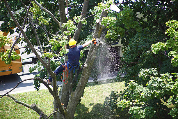 How Our Tree Care Process Works  in  Wyandanch, NY